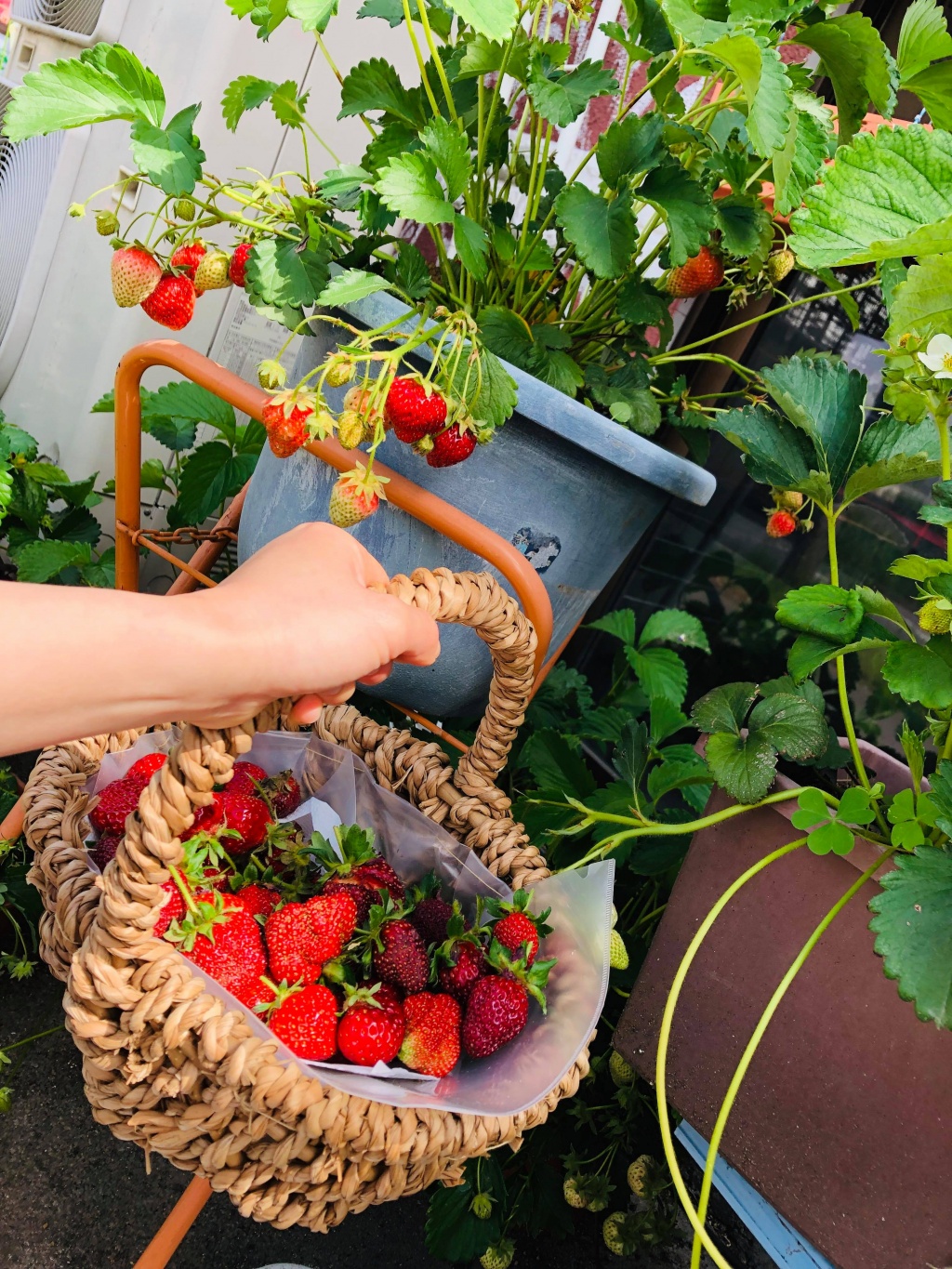 Khu vườn nhỏ xíu góc nào cũng đầy hoa và dâu tây chín mọng của cô gái Việt định cư ở Nhật Bản khu vuon nho xiu goc nao cung day hoa va dau tay chin mong cua co gai viet dinh cu o nhat ban