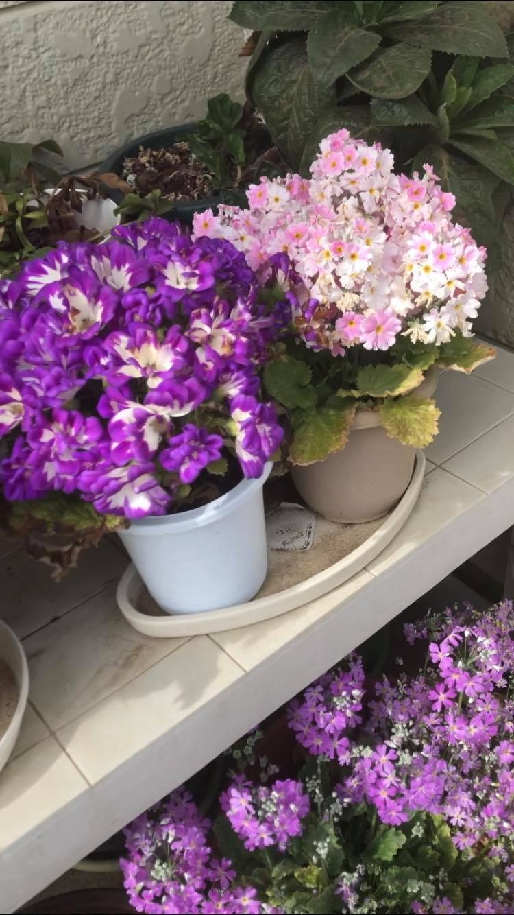 Khu vườn nhỏ xíu góc nào cũng đầy hoa và dâu tây chín mọng của cô gái Việt định cư ở Nhật Bản khu vuon nho xiu goc nao cung day hoa va dau tay chin mong cua co gai viet dinh cu o nhat ban