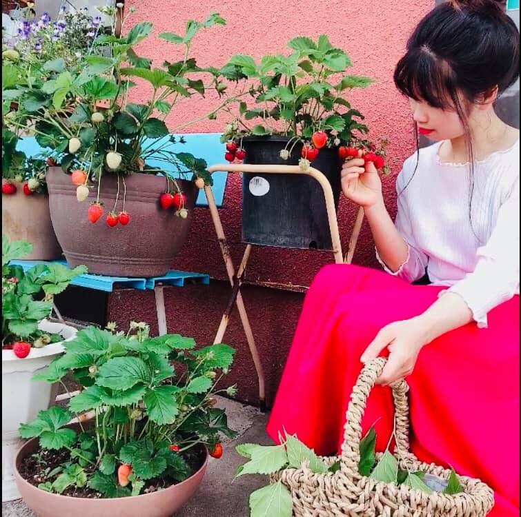 Khu vườn nhỏ xíu góc nào cũng đầy hoa và dâu tây chín mọng của cô gái Việt định cư ở Nhật Bản khu vuon nho xiu goc nao cung day hoa va dau tay chin mong cua co gai viet dinh cu o nhat ban
