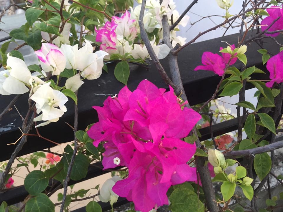 Vườn hoa đủ loại đua nhau khoe sắc đẹp thơ mộng trên tầng thượng ở TP. HCM vuon hoa du loai dua nhau khoe sac dep tho mong tren tang thuong o tp hcm