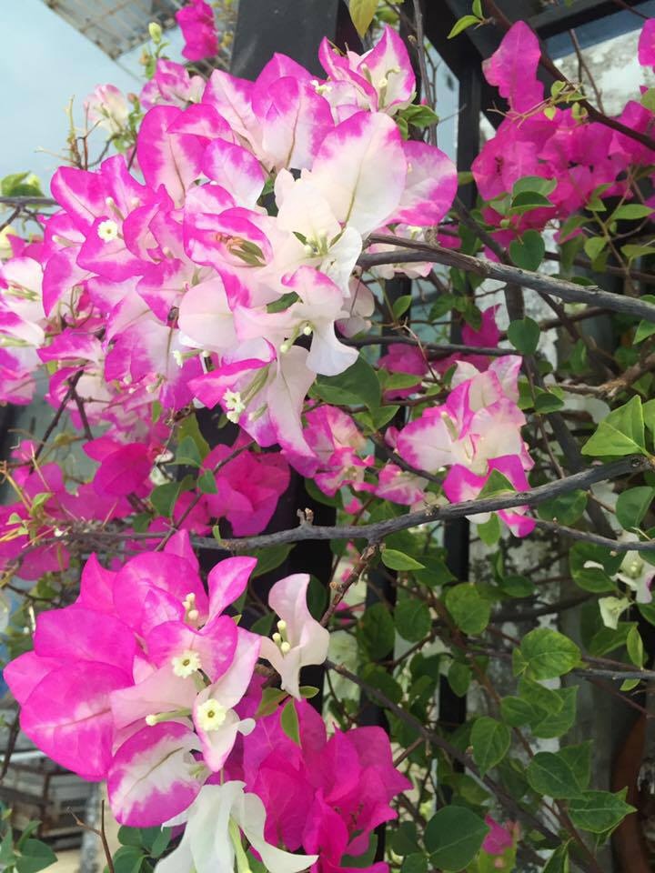 Vườn hoa đủ loại đua nhau khoe sắc đẹp thơ mộng trên tầng thượng ở TP. HCM vuon hoa du loai dua nhau khoe sac dep tho mong tren tang thuong o tp hcm