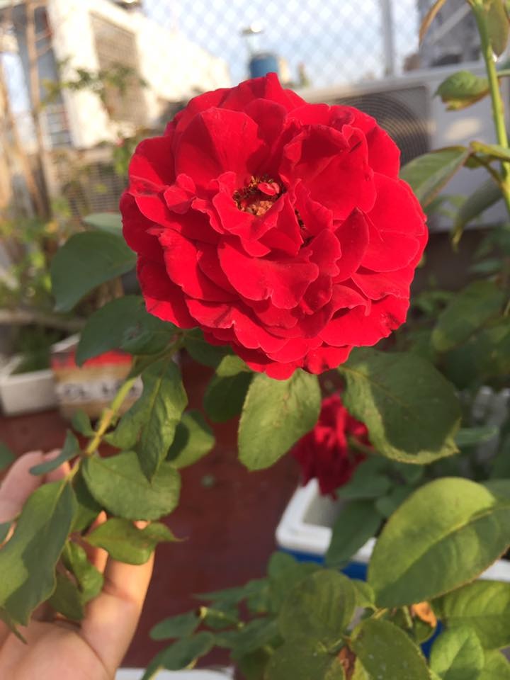 Vườn hoa đủ loại đua nhau khoe sắc đẹp thơ mộng trên tầng thượng ở TP. HCM vuon hoa du loai dua nhau khoe sac dep tho mong tren tang thuong o tp hcm
