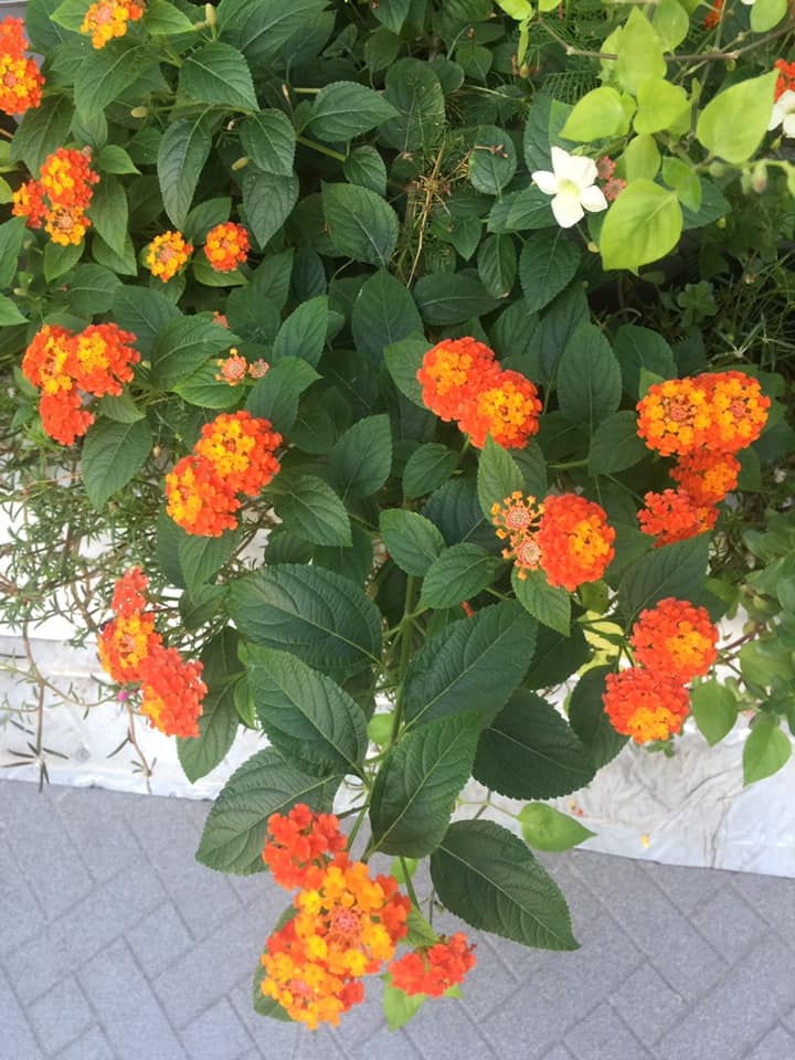 Vườn hoa đủ loại đua nhau khoe sắc đẹp thơ mộng trên tầng thượng ở TP. HCM vuon hoa du loai dua nhau khoe sac dep tho mong tren tang thuong o tp hcm