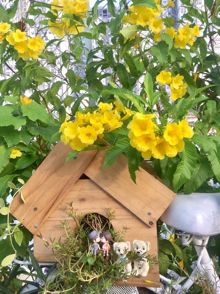 Vườn hoa đủ loại đua nhau khoe sắc đẹp thơ mộng trên tầng thượng ở TP. HCM vuon hoa du loai dua nhau khoe sac dep tho mong tren tang thuong o tp hcm