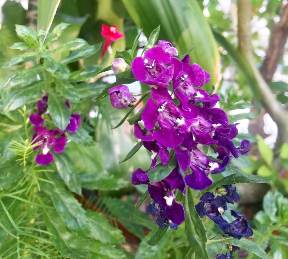 Vườn hoa đủ loại đua nhau khoe sắc đẹp thơ mộng trên tầng thượng ở TP. HCM vuon hoa du loai dua nhau khoe sac dep tho mong tren tang thuong o tp hcm
