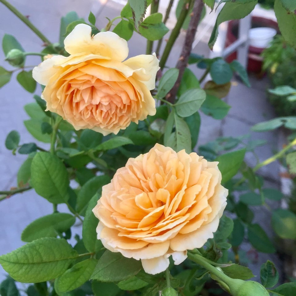 Vườn hoa đủ loại đua nhau khoe sắc đẹp thơ mộng trên tầng thượng ở TP. HCM vuon hoa du loai dua nhau khoe sac dep tho mong tren tang thuong o tp hcm