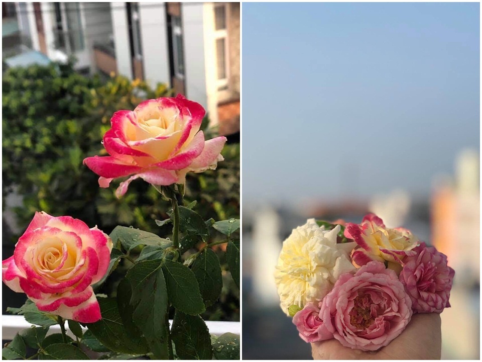 Sân thượng 50m2 phủ kín hoa hồng của mẹ 8X giúp con sống gần hơn với thiên nhiên ở TP HCM Sân thượng 50m2 phủ kín hoa hồng của mẹ 8X giúp con sống gần hơn với thiên nhiên ở TP HCM