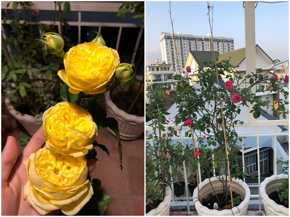 Sân thượng 50m2 phủ kín hoa hồng của mẹ 8X giúp con sống gần hơn với thiên nhiên ở TP HCM Sân thượng 50m2 phủ kín hoa hồng của mẹ 8X giúp con sống gần hơn với thiên nhiên ở TP HCM