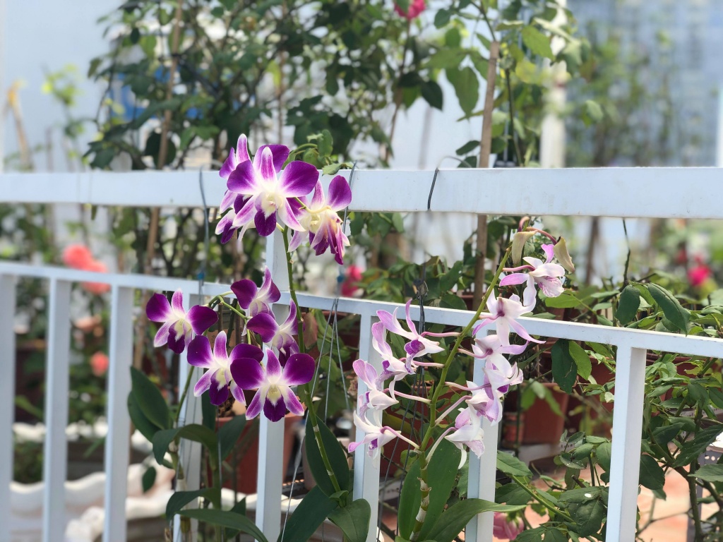 Sân thượng 50m2 phủ kín hoa hồng của mẹ 8X giúp con sống gần hơn với thiên nhiên ở TP HCM Sân thượng 50m2 phủ kín hoa hồng của mẹ 8X giúp con sống gần hơn với thiên nhiên ở TP HCM