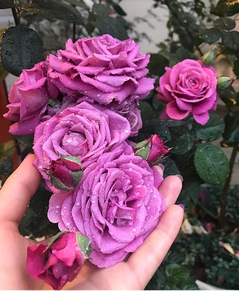 Khoảng sân nhà ngát hương hoa hồng của người phụ nữ xinh đẹp ở Hòa Bình khoang san nha ngat huong hoa hong cua nguoi phu nu xinh dep o hoa binh