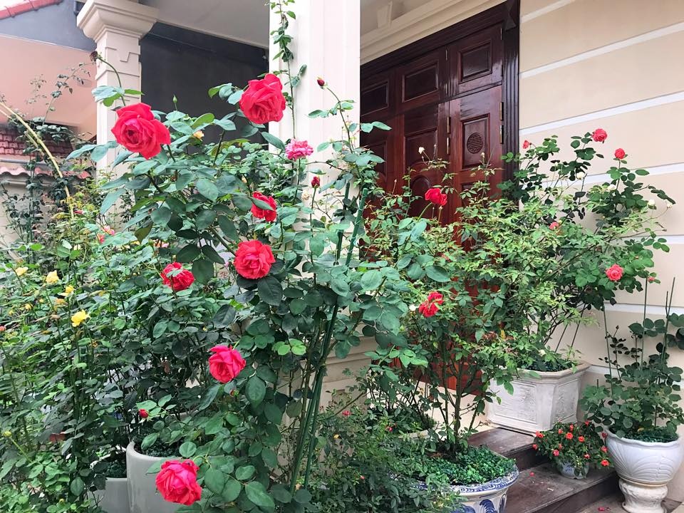 Khoảng sân nhà ngát hương hoa hồng của người phụ nữ xinh đẹp ở Hòa Bình khoang san nha ngat huong hoa hong cua nguoi phu nu xinh dep o hoa binh