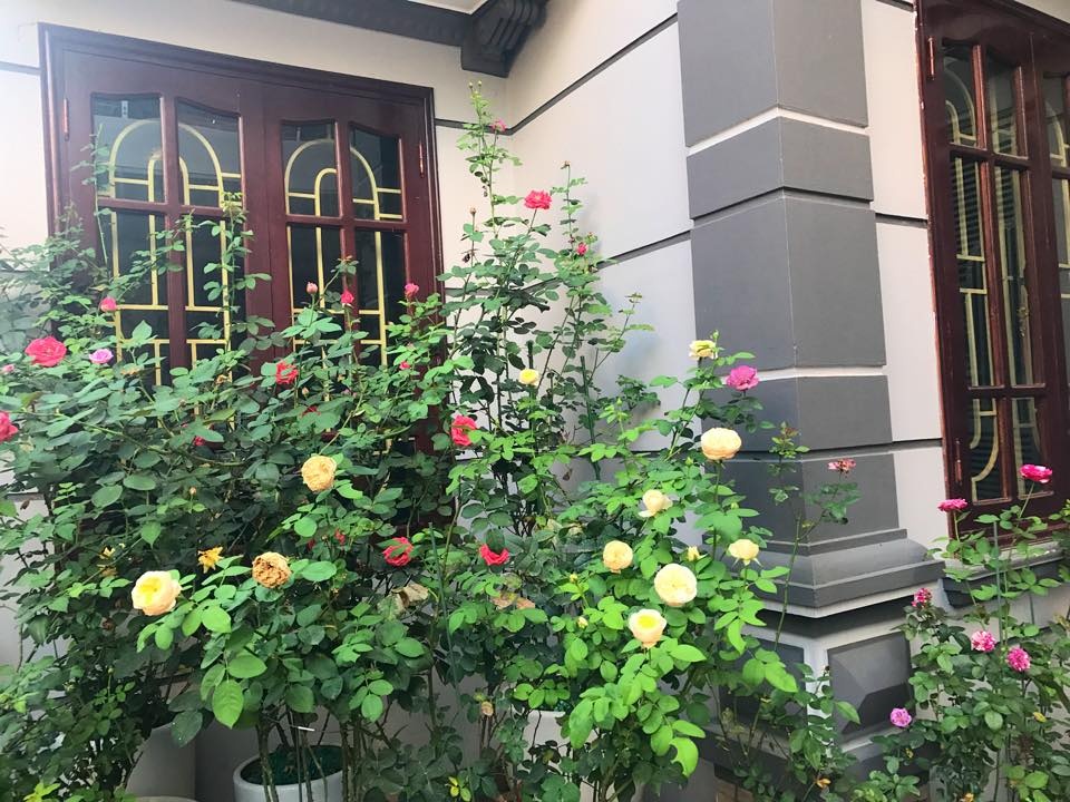 Khoảng sân nhà ngát hương hoa hồng của người phụ nữ xinh đẹp ở Hòa Bình khoang san nha ngat huong hoa hong cua nguoi phu nu xinh dep o hoa binh