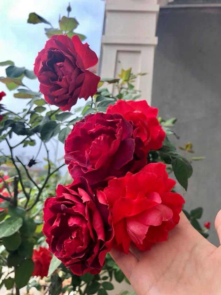 Khoảng sân nhà ngát hương hoa hồng của người phụ nữ xinh đẹp ở Hòa Bình khoang san nha ngat huong hoa hong cua nguoi phu nu xinh dep o hoa binh