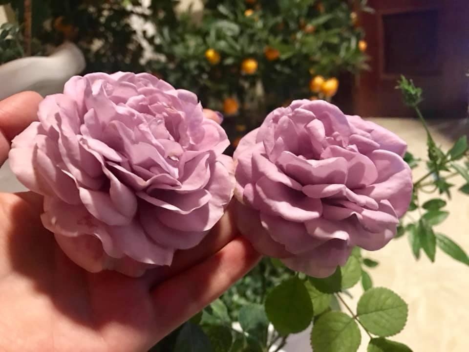 Khoảng sân nhà ngát hương hoa hồng của người phụ nữ xinh đẹp ở Hòa Bình khoang san nha ngat huong hoa hong cua nguoi phu nu xinh dep o hoa binh