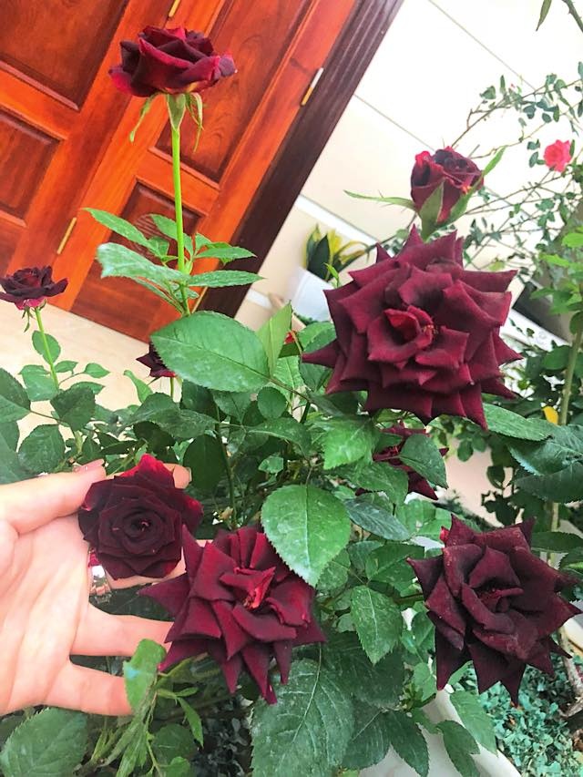 Khoảng sân nhà ngát hương hoa hồng của người phụ nữ xinh đẹp ở Hòa Bình khoang san nha ngat huong hoa hong cua nguoi phu nu xinh dep o hoa binh