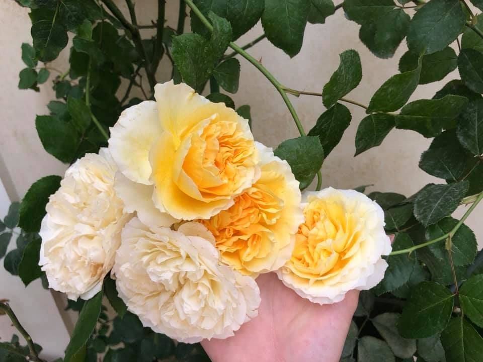 Khoảng sân nhà ngát hương hoa hồng của người phụ nữ xinh đẹp ở Hòa Bình khoang san nha ngat huong hoa hong cua nguoi phu nu xinh dep o hoa binh
