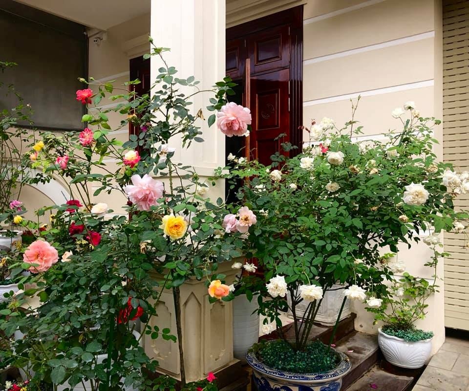 Khoảng sân nhà ngát hương hoa hồng của người phụ nữ xinh đẹp ở Hòa Bình khoang san nha ngat huong hoa hong cua nguoi phu nu xinh dep o hoa binh