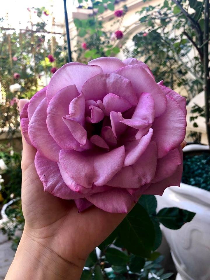 Khoảng sân nhà ngát hương hoa hồng của người phụ nữ xinh đẹp ở Hòa Bình khoang san nha ngat huong hoa hong cua nguoi phu nu xinh dep o hoa binh