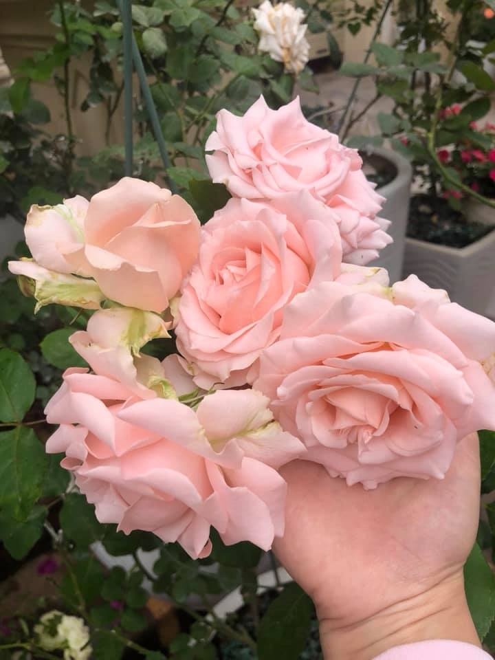 Khoảng sân nhà ngát hương hoa hồng của người phụ nữ xinh đẹp ở Hòa Bình khoang san nha ngat huong hoa hong cua nguoi phu nu xinh dep o hoa binh