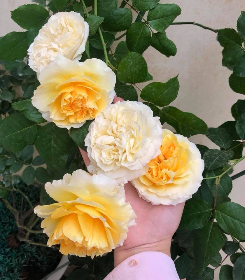 Khoảng sân nhà ngát hương hoa hồng của người phụ nữ xinh đẹp ở Hòa Bình khoang san nha ngat huong hoa hong cua nguoi phu nu xinh dep o hoa binh