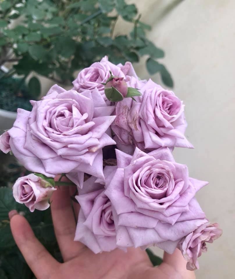 Khoảng sân nhà ngát hương hoa hồng của người phụ nữ xinh đẹp ở Hòa Bình khoang san nha ngat huong hoa hong cua nguoi phu nu xinh dep o hoa binh