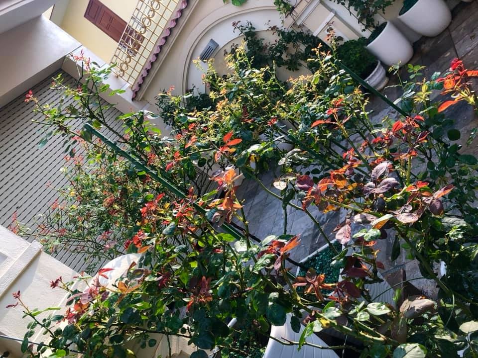 Khoảng sân nhà ngát hương hoa hồng của người phụ nữ xinh đẹp ở Hòa Bình khoang san nha ngat huong hoa hong cua nguoi phu nu xinh dep o hoa binh