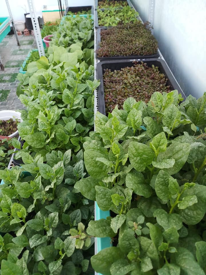 Sân thượng 30m2 biến thành vườn rau sạch tốt tươi của nữ dược sĩ ở TP. HCM san thuong 30m2 bien thanh vuon rau sach tot tuoi cua nu duoc si o tp hcm