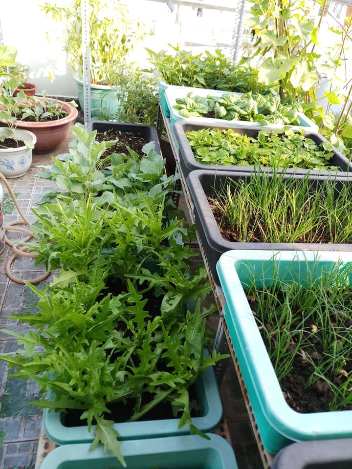 Sân thượng 30m2 biến thành vườn rau sạch tốt tươi của nữ dược sĩ ở TP. HCM san thuong 30m2 bien thanh vuon rau sach tot tuoi cua nu duoc si o tp hcm