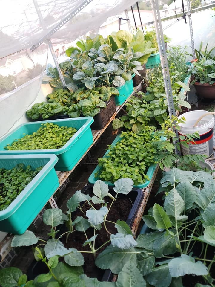 Sân thượng 30m2 biến thành vườn rau sạch tốt tươi của nữ dược sĩ ở TP. HCM san thuong 30m2 bien thanh vuon rau sach tot tuoi cua nu duoc si o tp hcm