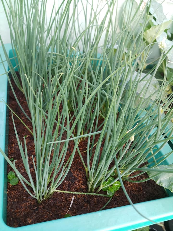 Sân thượng 30m2 biến thành vườn rau sạch tốt tươi của nữ dược sĩ ở TP. HCM san thuong 30m2 bien thanh vuon rau sach tot tuoi cua nu duoc si o tp hcm