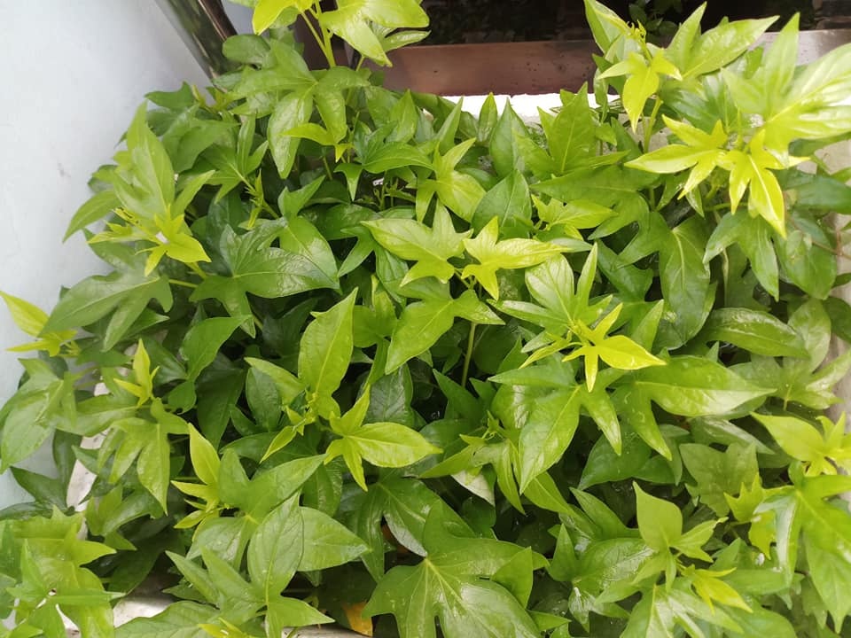 Sân thượng 30m2 biến thành vườn rau sạch tốt tươi của nữ dược sĩ ở TP. HCM san thuong 30m2 bien thanh vuon rau sach tot tuoi cua nu duoc si o tp hcm