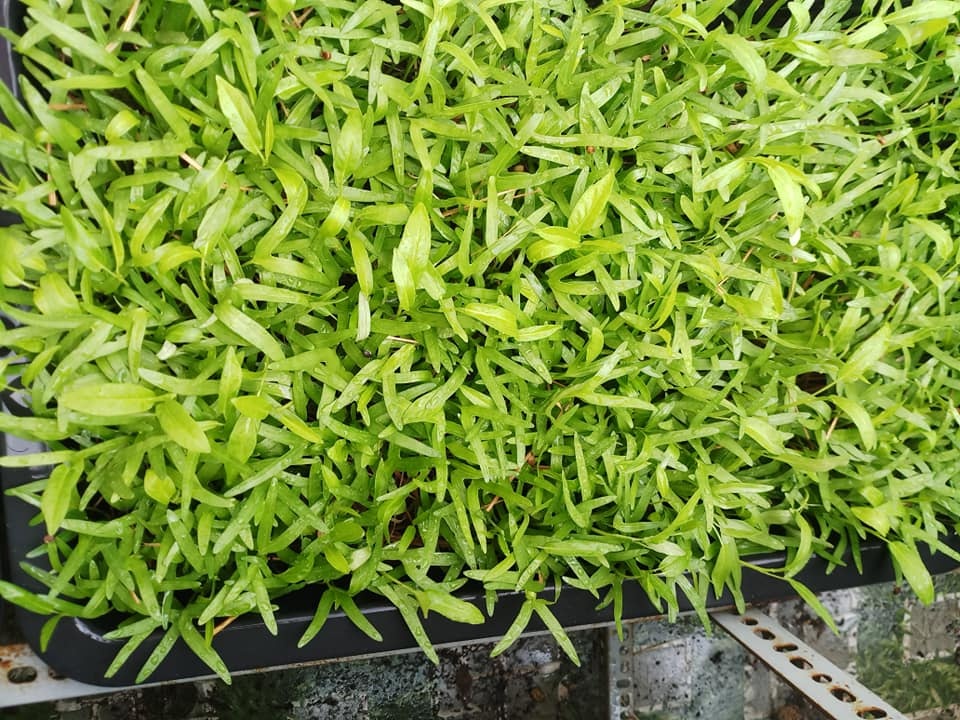 Sân thượng 30m2 biến thành vườn rau sạch tốt tươi của nữ dược sĩ ở TP. HCM san thuong 30m2 bien thanh vuon rau sach tot tuoi cua nu duoc si o tp hcm