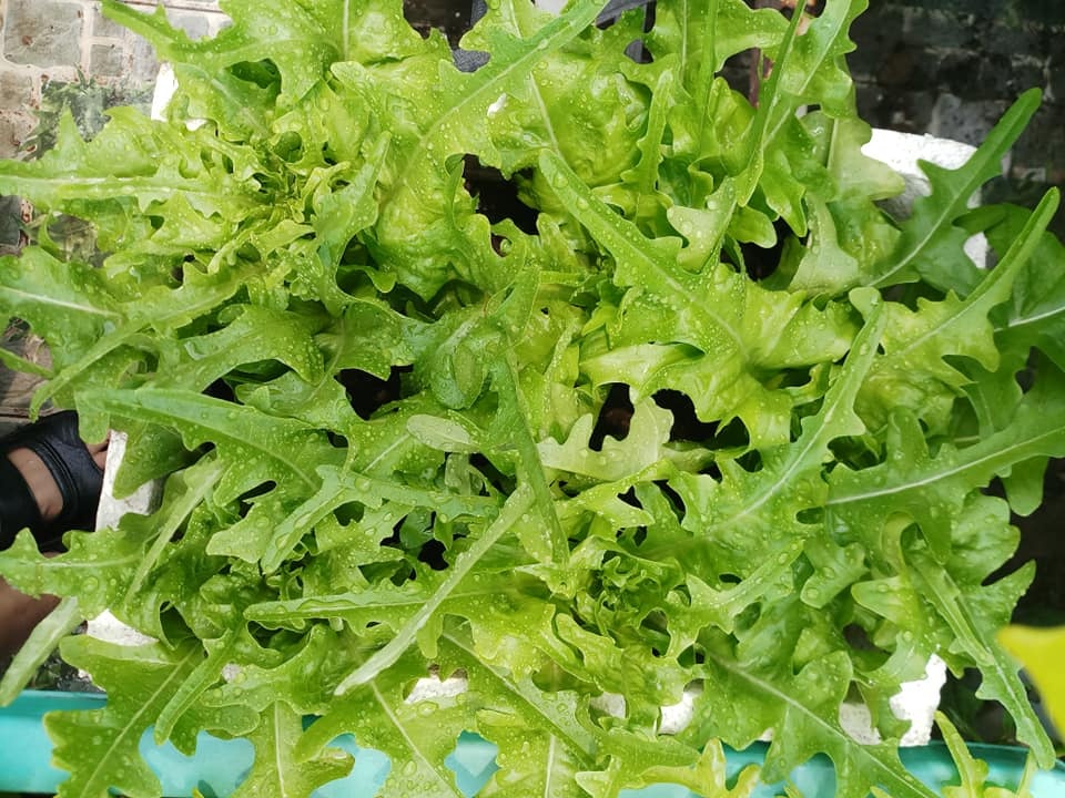 Sân thượng 30m2 biến thành vườn rau sạch tốt tươi của nữ dược sĩ ở TP. HCM san thuong 30m2 bien thanh vuon rau sach tot tuoi cua nu duoc si o tp hcm
