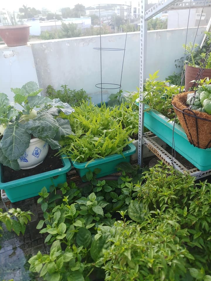 Sân thượng 30m2 biến thành vườn rau sạch tốt tươi của nữ dược sĩ ở TP. HCM san thuong 30m2 bien thanh vuon rau sach tot tuoi cua nu duoc si o tp hcm