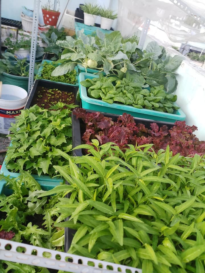 Sân thượng 30m2 biến thành vườn rau sạch tốt tươi của nữ dược sĩ ở TP. HCM san thuong 30m2 bien thanh vuon rau sach tot tuoi cua nu duoc si o tp hcm