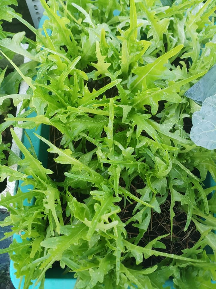 Sân thượng 30m2 biến thành vườn rau sạch tốt tươi của nữ dược sĩ ở TP. HCM san thuong 30m2 bien thanh vuon rau sach tot tuoi cua nu duoc si o tp hcm