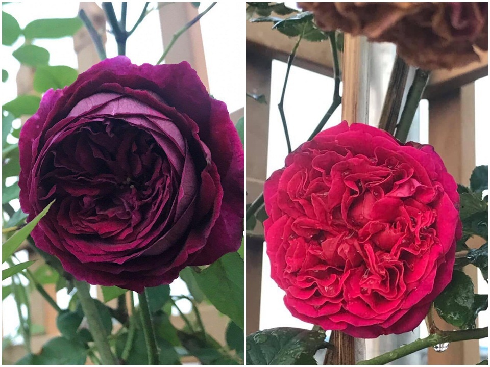 Sân thượng nhỏ “chứa” cả trăm gốc hồng đẹp mê hoặc của mẹ ba con xứ Thanh san thuong nho chua ca tram goc hong dep me hoac cua me ba con o ha noi
