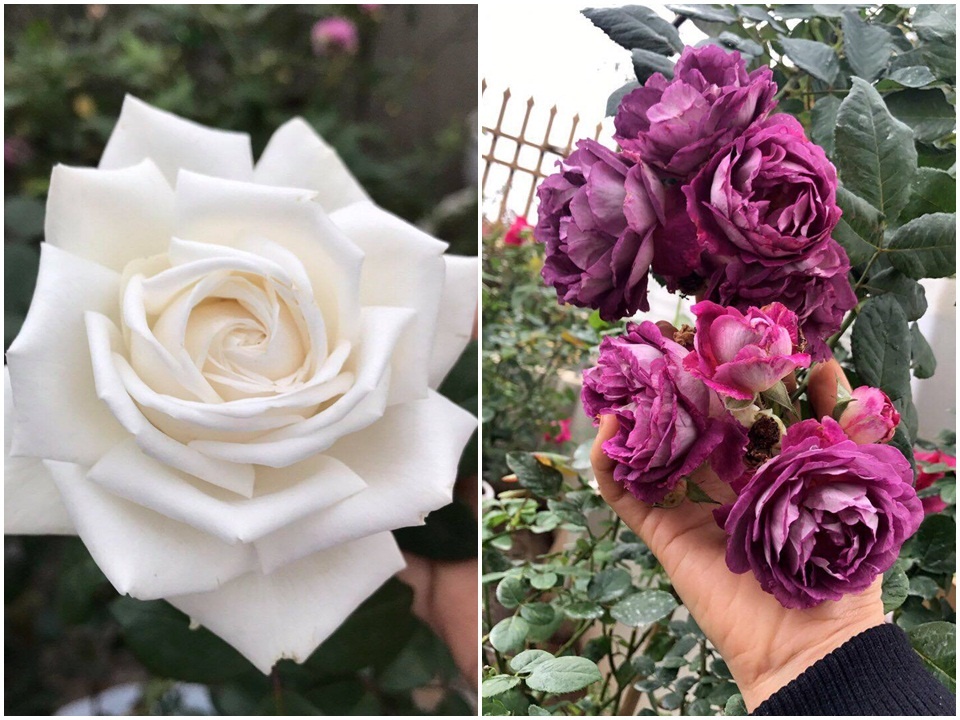 Sân thượng nhỏ “chứa” cả trăm gốc hồng đẹp mê hoặc của mẹ ba con xứ Thanh san thuong nho chua ca tram goc hong dep me hoac cua me ba con o ha noi