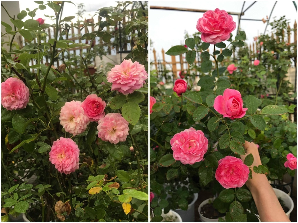 Sân thượng nhỏ “chứa” cả trăm gốc hồng đẹp mê hoặc của mẹ ba con xứ Thanh san thuong nho chua ca tram goc hong dep me hoac cua me ba con o ha noi