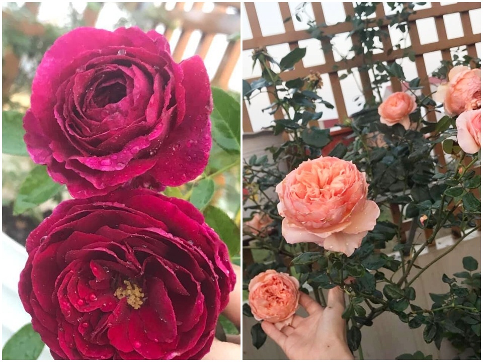 Sân thượng nhỏ “chứa” cả trăm gốc hồng đẹp mê hoặc của mẹ ba con xứ Thanh san thuong nho chua ca tram goc hong dep me hoac cua me ba con o ha noi