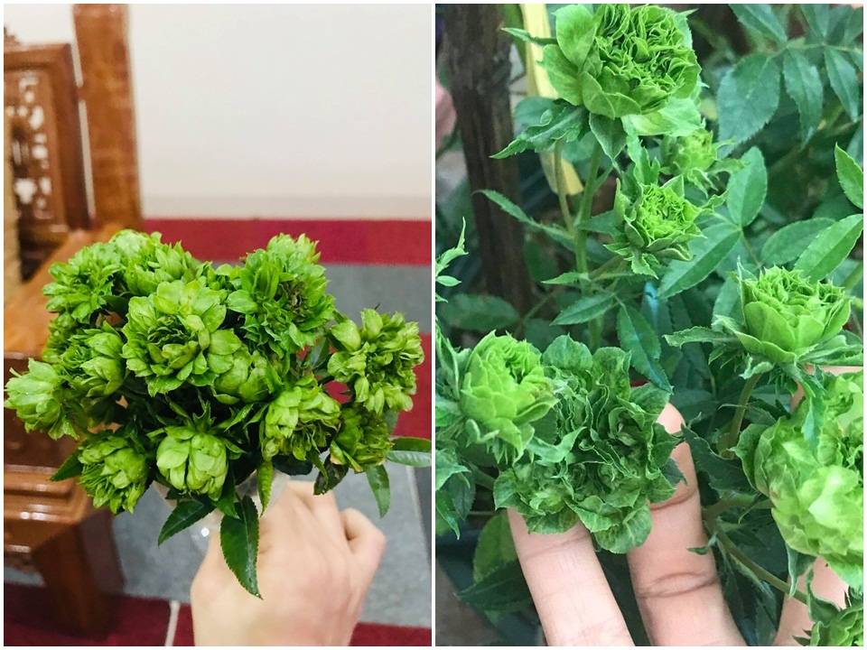 Sân thượng nhỏ “chứa” cả trăm gốc hồng đẹp mê hoặc của mẹ ba con xứ Thanh san thuong nho chua ca tram goc hong dep me hoac cua me ba con o ha noi