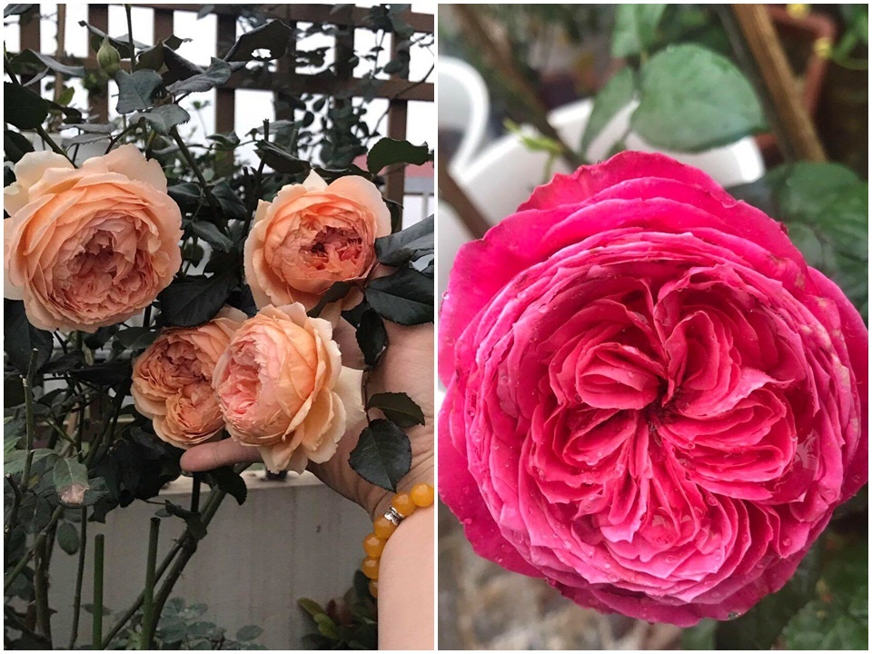 Sân thượng nhỏ “chứa” cả trăm gốc hồng đẹp mê hoặc của mẹ ba con xứ Thanh san thuong nho chua ca tram goc hong dep me hoac cua me ba con o ha noi