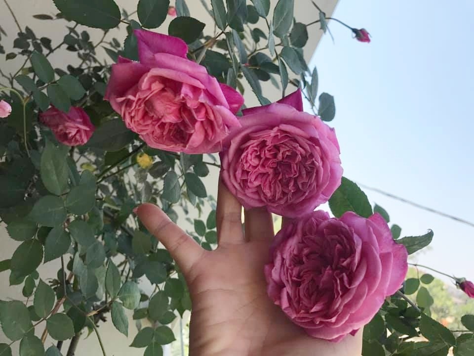 Sân thượng nhỏ “chứa” cả trăm gốc hồng đẹp mê hoặc của mẹ ba con xứ Thanh san thuong nho chua ca tram goc hong dep me hoac cua me ba con o ha noi