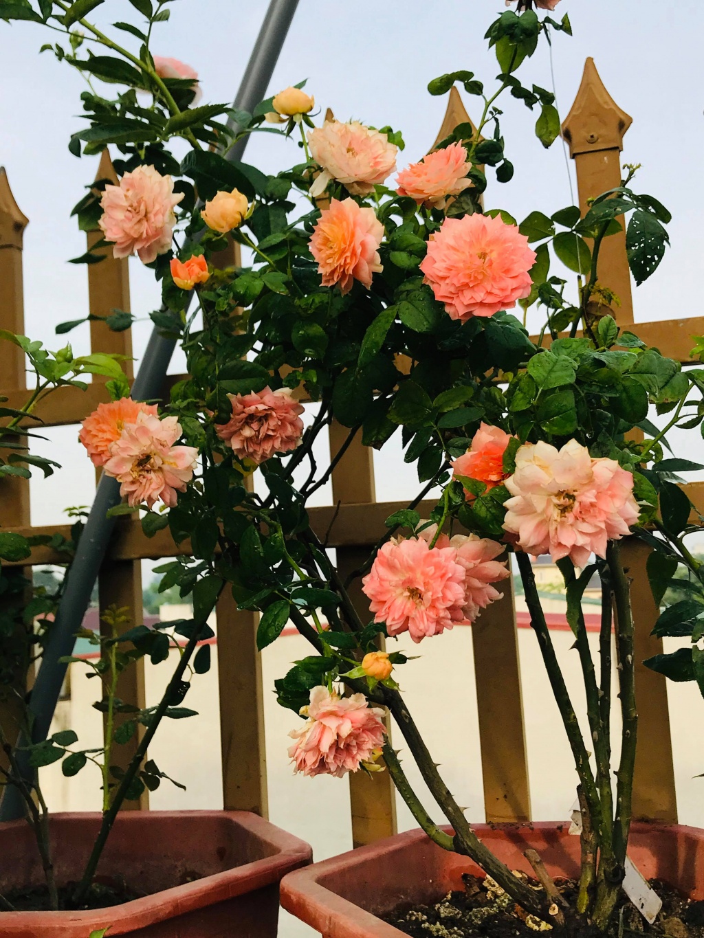 Sân thượng nhỏ “chứa” cả trăm gốc hồng đẹp mê hoặc của mẹ ba con xứ Thanh san thuong nho chua ca tram goc hong dep me hoac cua me ba con o ha noi