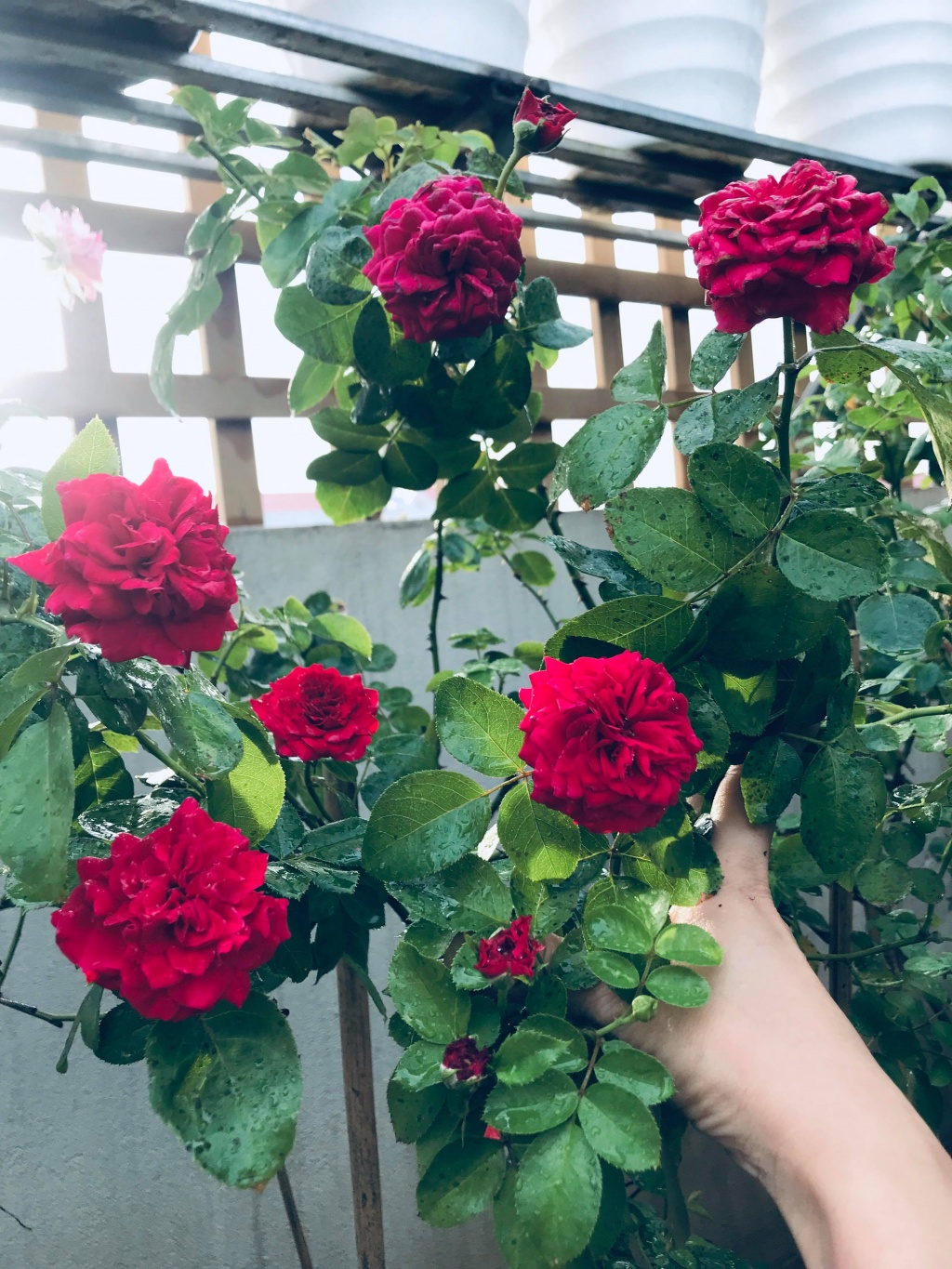 Sân thượng nhỏ “chứa” cả trăm gốc hồng đẹp mê hoặc của mẹ ba con xứ Thanh san thuong nho chua ca tram goc hong dep me hoac cua me ba con o ha noi