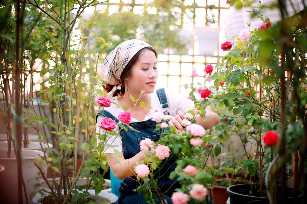 Sân thượng nhỏ “chứa” cả trăm gốc hồng đẹp mê hoặc của mẹ ba con xứ Thanh san thuong nho chua ca tram goc hong dep me hoac cua me ba con o ha noi