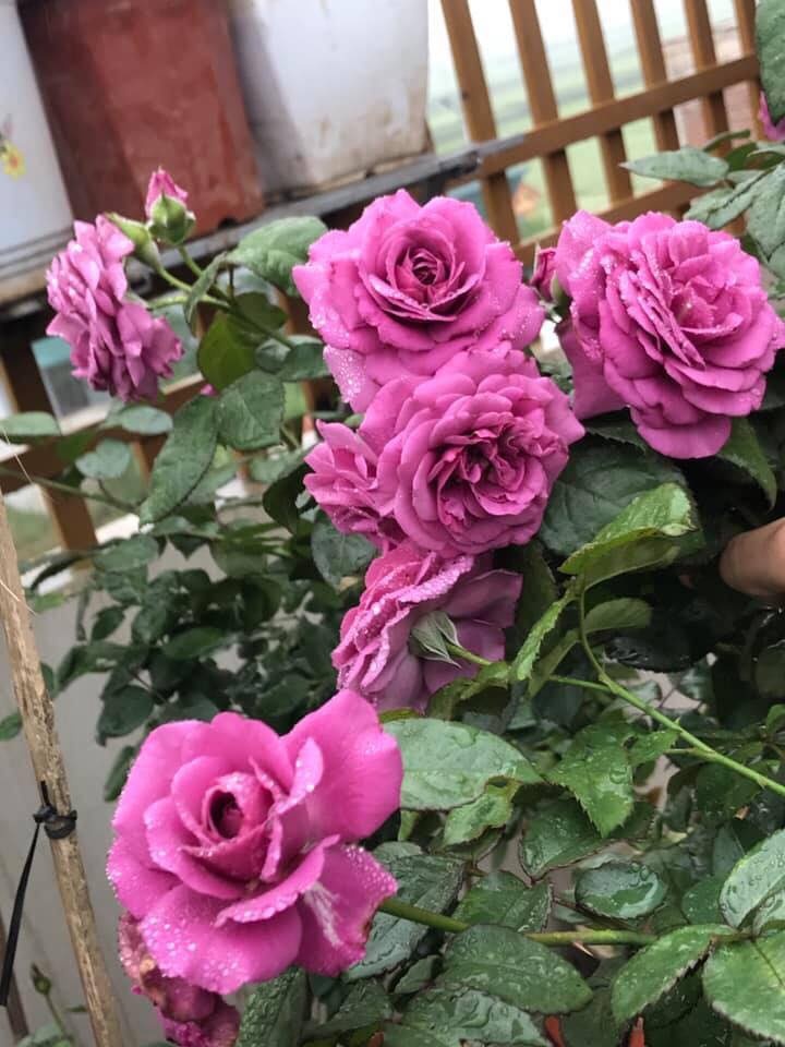 Sân thượng nhỏ “chứa” cả trăm gốc hồng đẹp mê hoặc của mẹ ba con xứ Thanh san thuong nho chua ca tram goc hong dep me hoac cua me ba con o ha noi