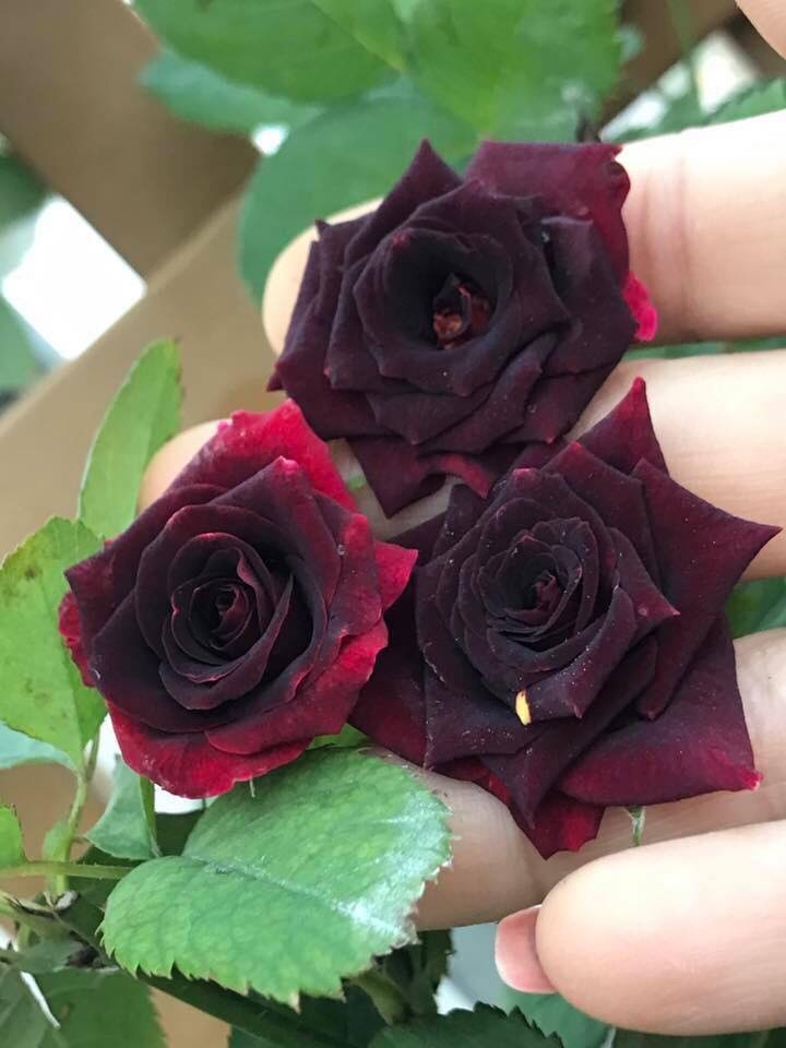 Sân thượng nhỏ “chứa” cả trăm gốc hồng đẹp mê hoặc của mẹ ba con xứ Thanh san thuong nho chua ca tram goc hong dep me hoac cua me ba con o ha noi