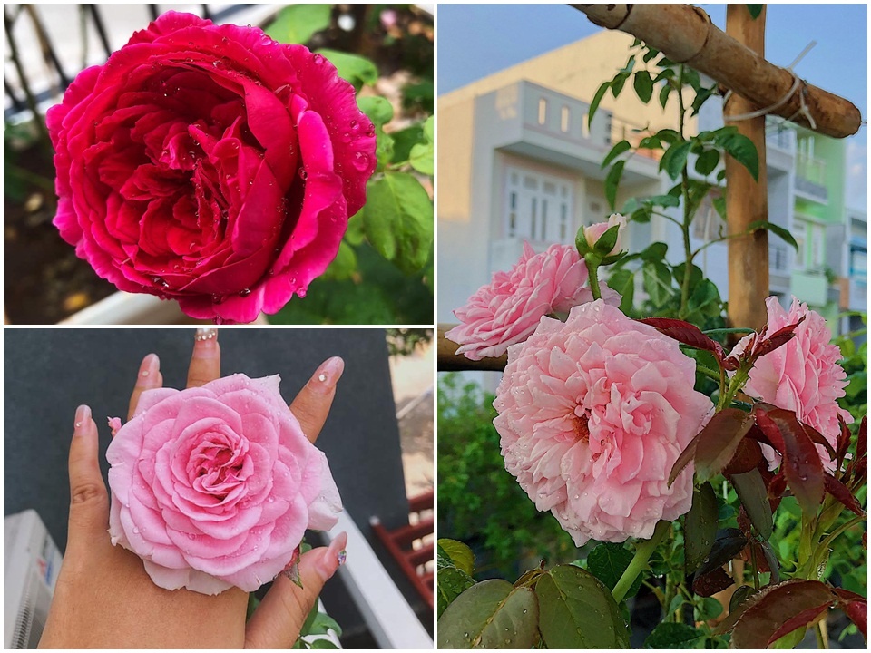Góc ban công nhỏ xinh yêu rạng rỡ với hoa hồng của cô nàng 9X ở Vũng Tàu Góc ban công nhỏ xinh yêu rạng rỡ với hoa hồng của cô nàng 9X ở Vũng Tàu