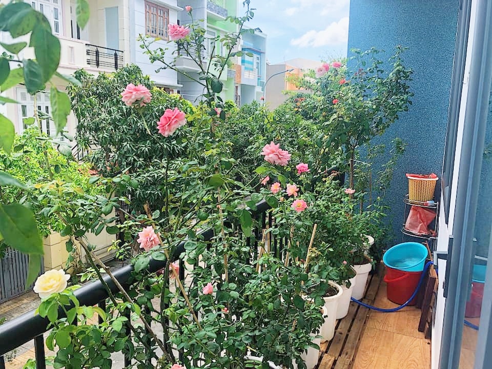 Góc ban công nhỏ xinh yêu rạng rỡ với hoa hồng của cô nàng 9X ở Vũng Tàu Góc ban công nhỏ xinh yêu rạng rỡ với hoa hồng của cô nàng 9X ở Vũng Tàu